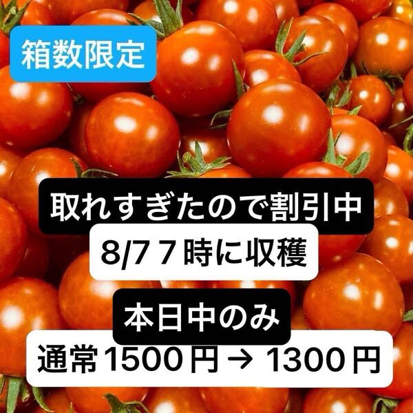 ミニトマト1kg 岐阜県中津川産
