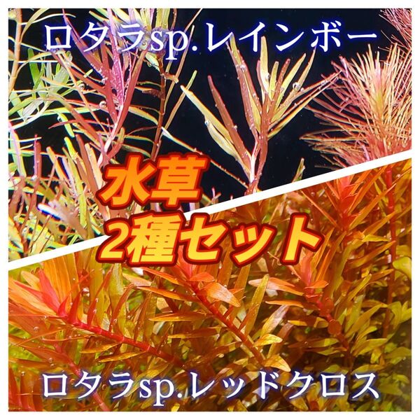 水草セット 2種類 各10本 【ネコポス発送】