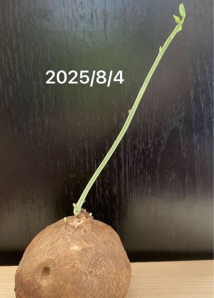 ピエレイErectaステファニア 塊根植物 コーデックス 抜き苗 約6cm 観葉植物 ベアルート株 エレクタ発根済 発芽済1苗