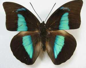 [ super rare ] Colombia chou specimen not yet exhibition demo phone oo ruli Obi vertical is Archaeoprepona demophon female male foreign butterfly specimen 