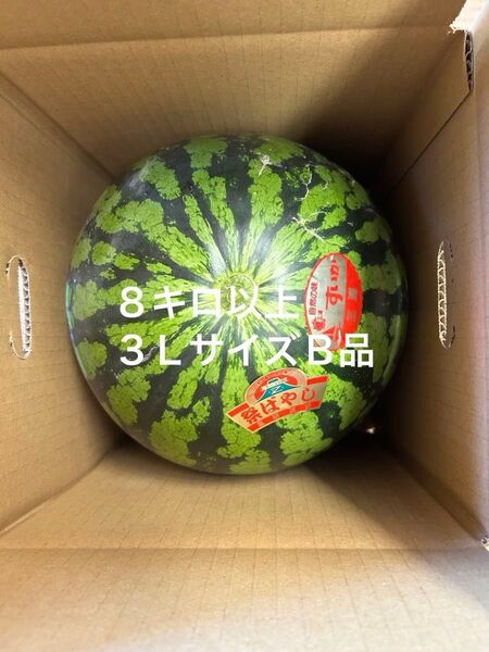 s3b-15 農家直送 すいか 大玉 スイカ 祭りばやし 神奈川 三浦すいか 訳あり 家庭用 1個入り 8キロ以上 3Lサイズ