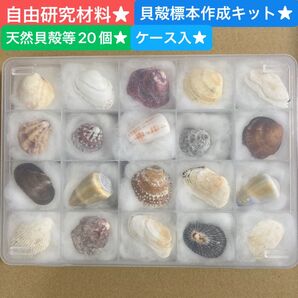 自由研究キット★夏休みの宿題に★貝殻標本作り材料★ケース入★天然貝殻等20個★2025年和歌山採取★小学生★中学生★このまま出せる