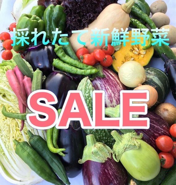 【夏休みSALE】夏野菜セット 80サイズ