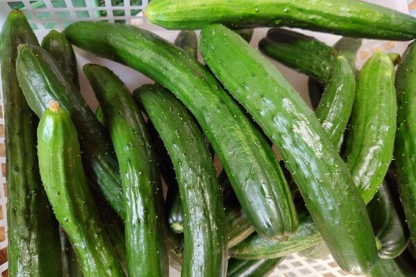 群馬産 不揃いキュウリ!