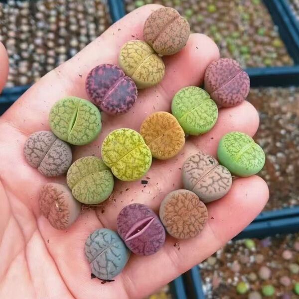 新入荷 リトープス 10苗 多肉植物 超美苗 色の組み合わせ