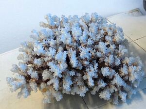サンゴ 珊瑚