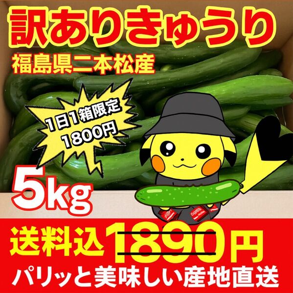 きゅうり(訳あり!)5kg!毎日1箱限定価格!※8/15以降発送予定!発送希望日をコメントください