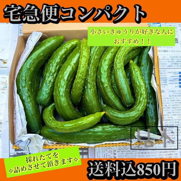 きゅうり(訳あり!)宅急便コンパクト※8/9以降発送予定!発送希望日をコメントください