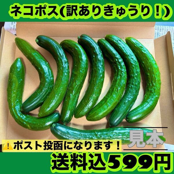 きゅうり(訳あり!)ネコポス※8/9以降発送予定!発送希望日をコメントください