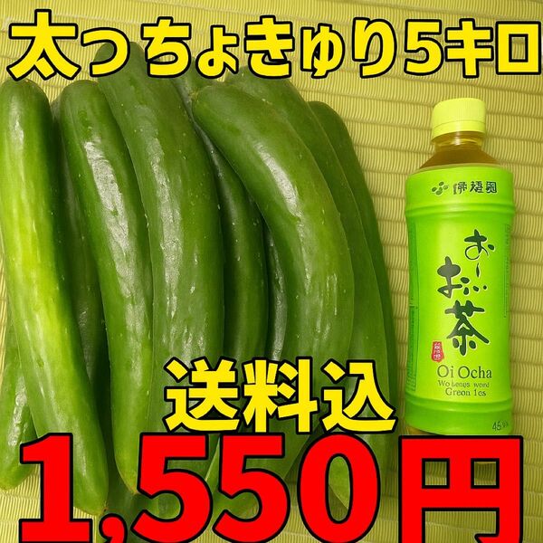 太っちょきゅうり(訳あり!)5kg!※8/16以降発送予定!