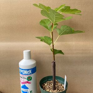 ★人気イチジク新苗★【デオス ネグラ】②