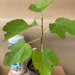 ★人気イチジク新苗★【ビエドブーフ】②