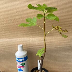 ★人気イチジク新苗★【ゴールデンセレスト】②