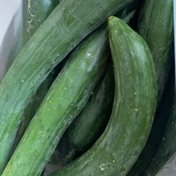 【訳あり】【100サイズ】キュウリ多め 夏野菜セット 【農薬不使用】【肥料不使用】