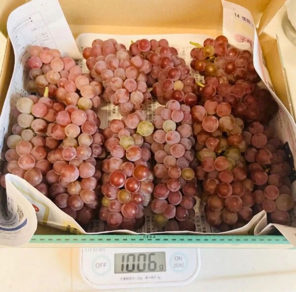無農薬 朝どり ぶどう デラウェア 種あり 1kg 訳あり