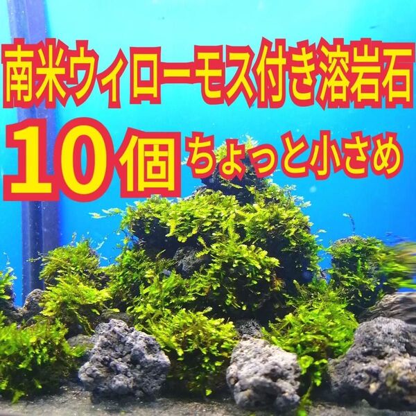 ちょっと小さめ 10個 南米ウィローモス 無農薬 黒 溶岩石 メダカ グッピー エビ 水草 隠れ家 シュリンプ 水槽 レイアウト