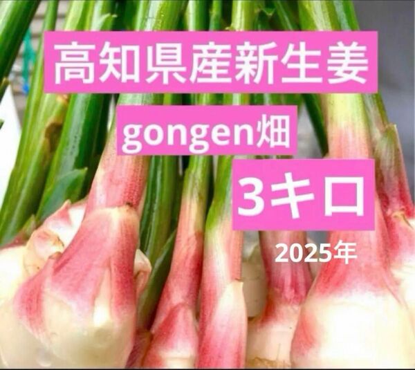 高知県産 朝採れ新生姜レシピ付き 3キロ