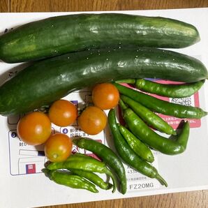 昨日どり新鮮野菜セット きゅうり2本 ミニトマト5個ししとう2本青唐辛子辛いのと辛いくないのお楽しみ7本