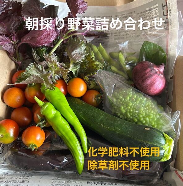 朝採り 夏野菜詰め合わせ