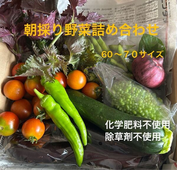 朝取り夏野菜詰め合わせ+メロン付 お一人様限定