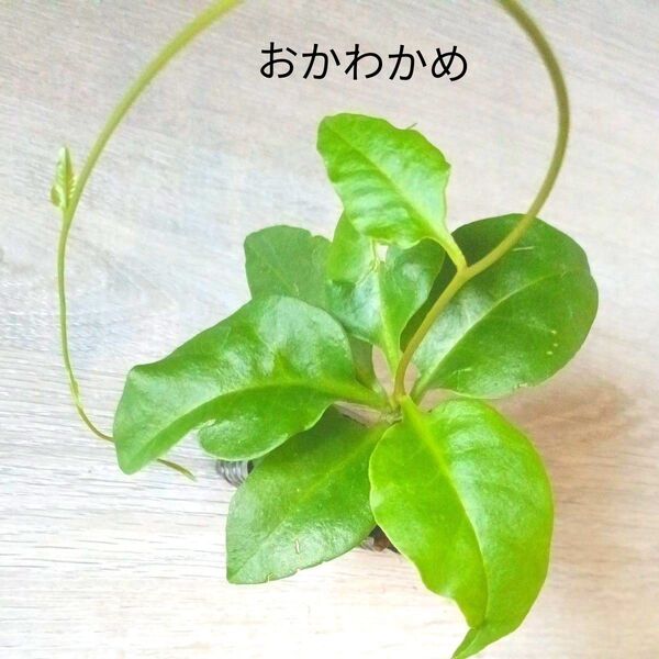 おかわかめミニ苗 #5 グリーンカーテン 健康野菜 多年草