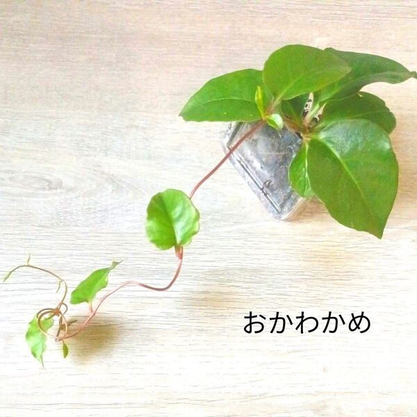 おかわかめミニ苗 #4 グリーンカーテン 健康野菜 多年草