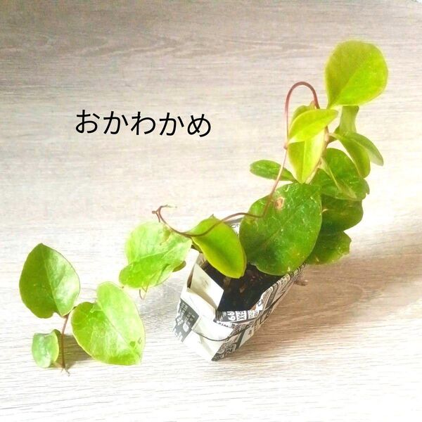 おかわかめミニ苗 #8 グリーンカーテン 健康野菜 多年草
