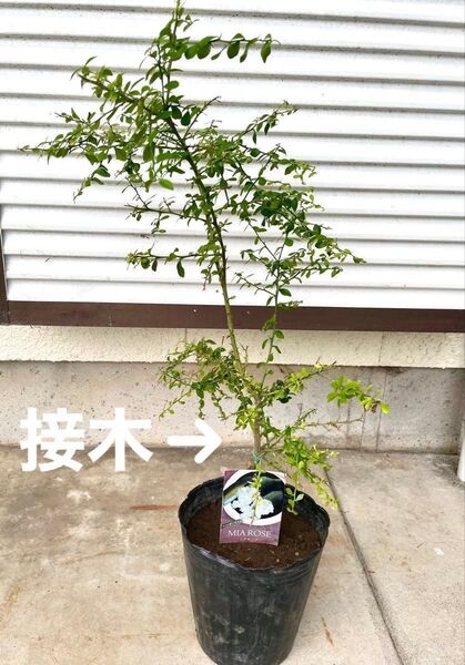 フィンガーライム ミアローズ 大苗
