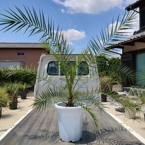 カナリーヤシ 《H=約1.15m・11号》160