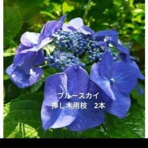 紫陽花 ブルースカイ アジサイ あじさい