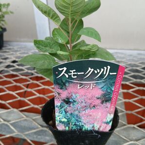 スモークツリーレッドCOTINUS COGGYGRIA 観葉植物シンボルツリー 苗木シンボルツリー低木スワッグドライフラワー