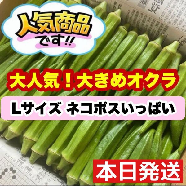 Lサイズ ネコポスいっぱい 高知県産オクラ 野菜 鮮度抜群 お得 b