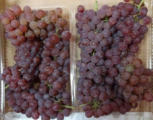 デラウェア 訳あり 700g
