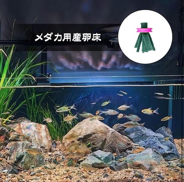 メダカ産卵床 多色 10個セット 繰り返し使用可能 初心者向け 卵保護