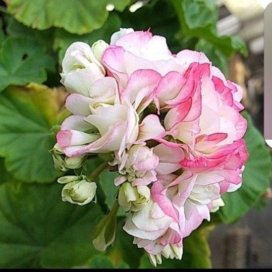 ゼラニューム エンゼルブーケ薔薇咲き ポット苗