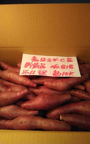 超お得!! 訳あり☆限定品☆ねっとり甘い貯蔵品紅はるかC品約10Kg です。 サツマイモ 千葉県産 べにはるか