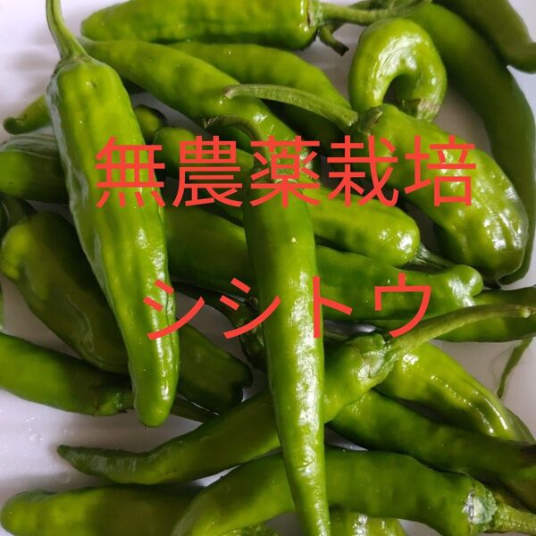 無農薬栽培!!新鮮!!採れたてシシトウ2種類混合ネコポスの箱いっぱい 約500から550g程度