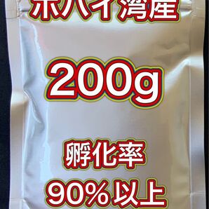 【ボハイ湾産 高品質 ブラインシュリンプエッグ】孵化率90%以上 200g