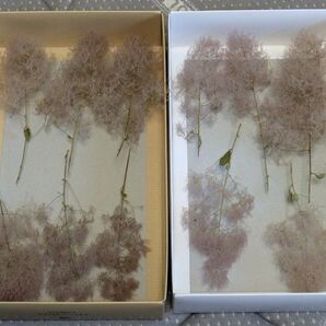 スモークツリードライフラワー