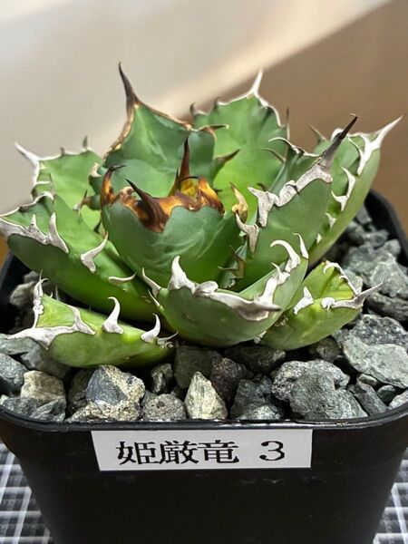アガベチタノタ姫厳竜③ 鉢ごと発送 検索用)オテロイ 白鯨 ハデス シーザー