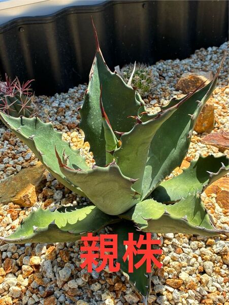 アガベ(地植え向け)子株2セット サルミアナフェロックス&実生パリー 鉢ごと発送 検索用)ドライガーデン 耐寒性