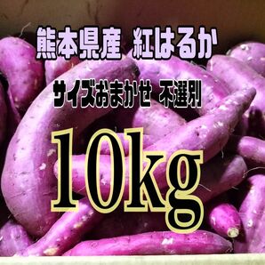 熊本県産 紅はるか 新物 サイズおまかせ不選別(約10kg)