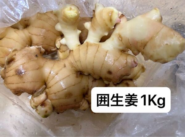 高知県産囲生姜1Kg