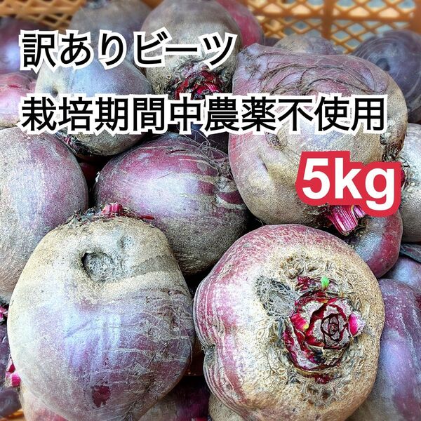 訳ありC品ビーツ5kg(農薬:栽培期間中不使用)兵庫県丹波市産 規格外 オーガニック スムージー お買い得