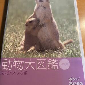 はろ~!あにまる 動物大図鑑 5 南北アメリカ編 [DVD]　I00024　ダーウィンの動物大図鑑