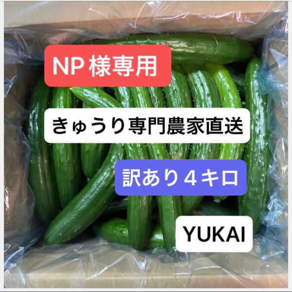 朝どり訳あり きゅうり 箱込み4キロ きゅうり農家直送