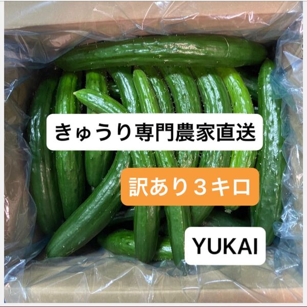 朝どり訳あり きゅうり 箱込み3キロ きゅうり農家直送