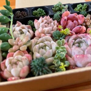 エケベリア 多肉植物 ミックス多肉植物 セダム 韓国詰め合わせセット 寄せ植えセット