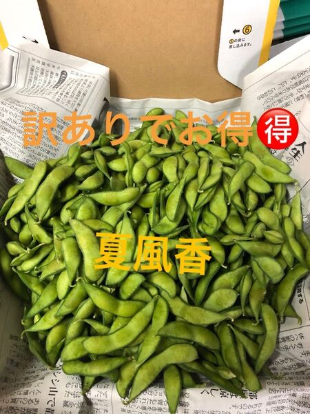 明日朝収穫!発送!茶豆風味の枝豆