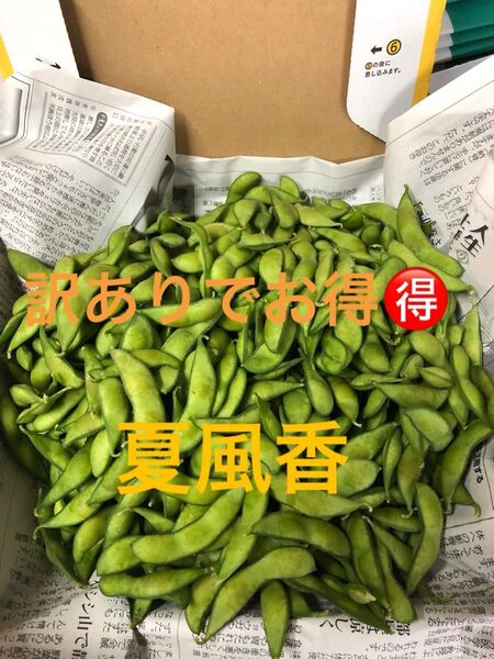水曜日収穫!発送!茶豆風味の枝豆